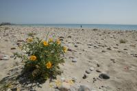 Playa Pedraroja