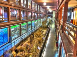 Museo de ciencas naturales El Carmen