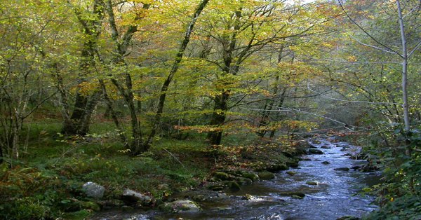 Ruta del Bosque de Muniellos Cangas del Narcea, Degaña e Ibias (Asturias)